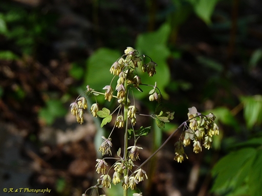 {Thalictrum dioicum}